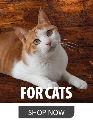 Shop Jeffers Products for Cats
