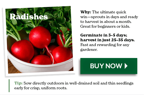 RADISH - Germinates in 3-5 days; harves in just 25-35 days - BUY NOW