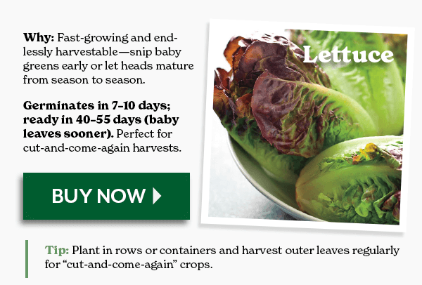 LETTUCE - Germinates in 7-10 days; ready in 40-55 days - BUY NOW