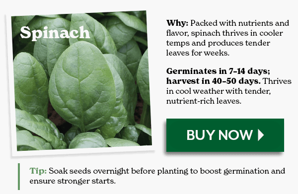 SPINACH - Germinates in 7-14 days; harvest in 40-50 - BUY NOW