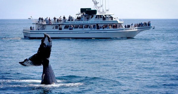 Whale Watching Tour