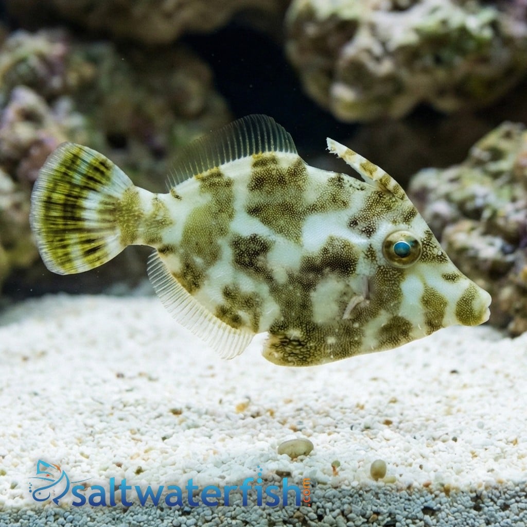 Aiptasia Eating Filefish