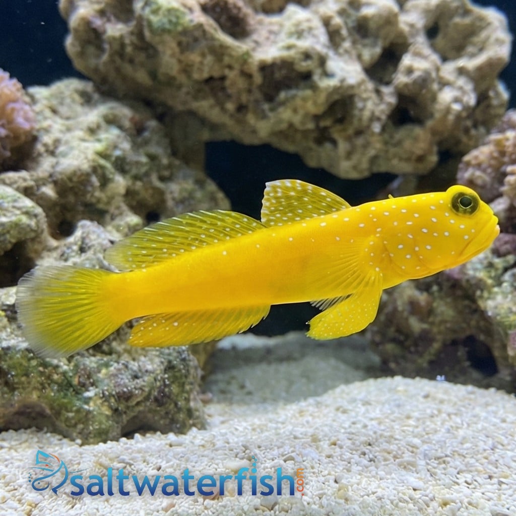 Yellow Watchman Shrimpgoby