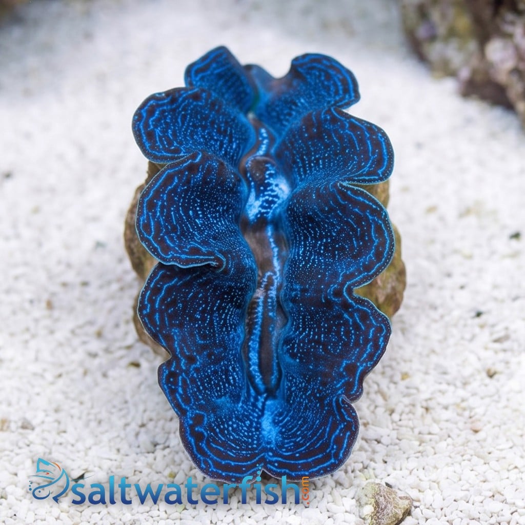 Crocea Clam: 1st Grade - Aquacultured