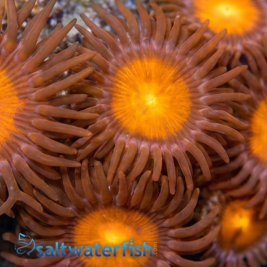 Zoanthid Burning Man - Aquacultured