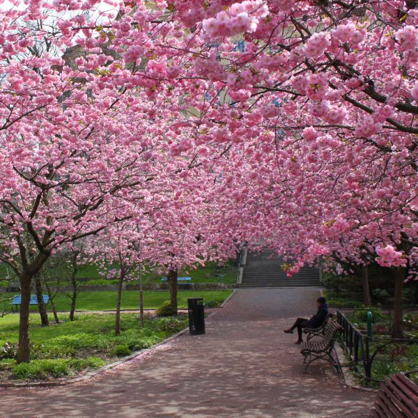 Image of Kwanzan Flowering Cherry Tree