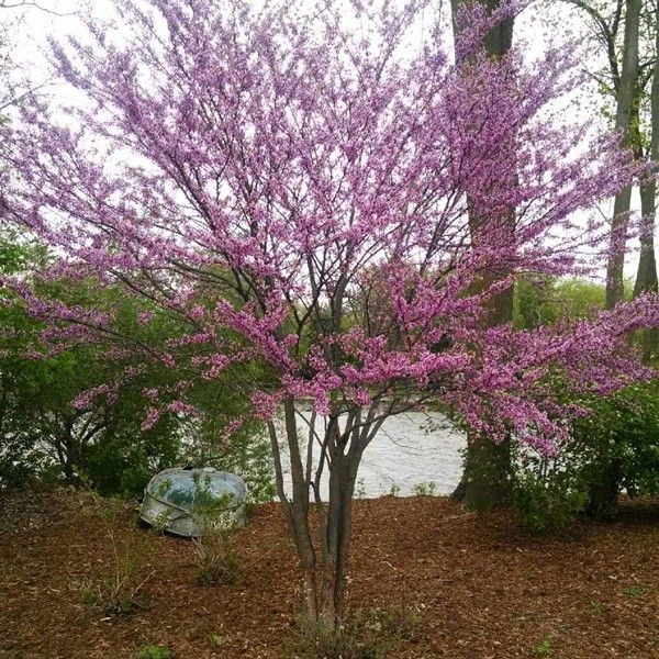 Image of Eastern Redbud