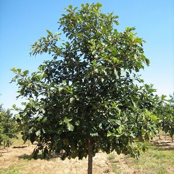 Image of Swamp White Oak