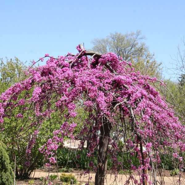 Image of Lavender Twist® Weeping Redbud