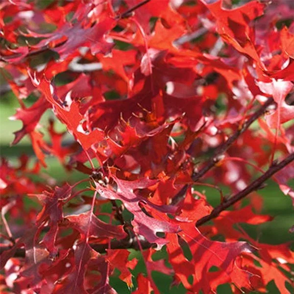 Image of Northern Pin Oak Tree