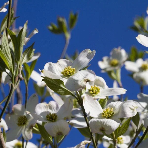 Image of Super Princess Flowering Dogwood