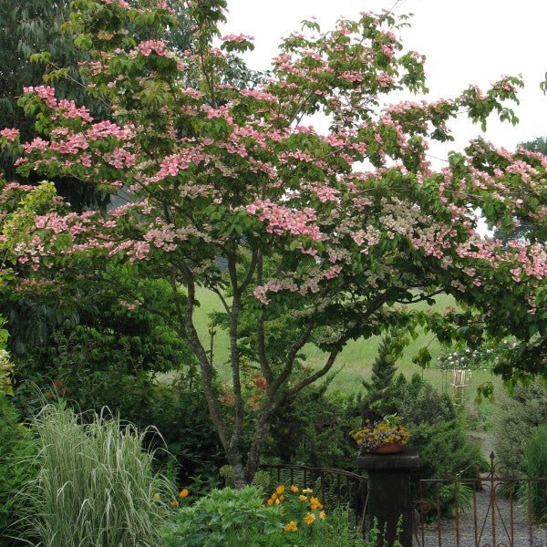 Image of Satomi Dogwood Tree