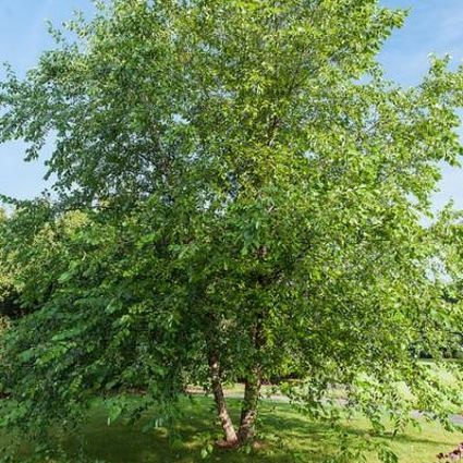 Image of Paper Birch Tree