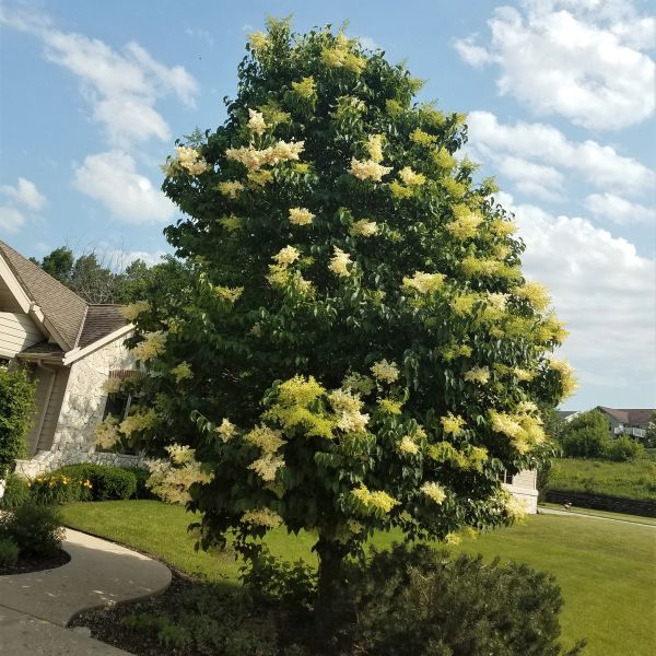 Image of Ivory Silk Japanese Tree Lilac