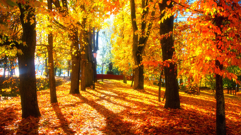Orange and yellow fall foliage lined path with large trees on a sunny day.