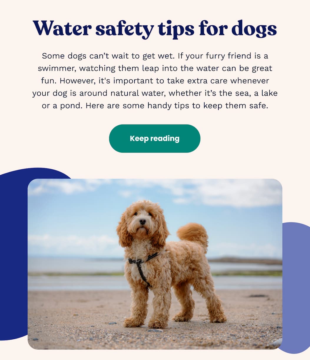 Water safety tips for dogs