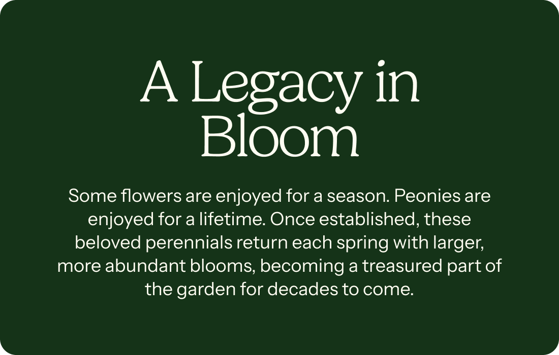 A Legacy in Bloom – Some flowers are enjoyed for a season. Peonies are enjoyed for a lifetime. Once established, these beloved perennials return each spring with larger, more abundant blooms, becoming a treasured part of the garden for decades to come.