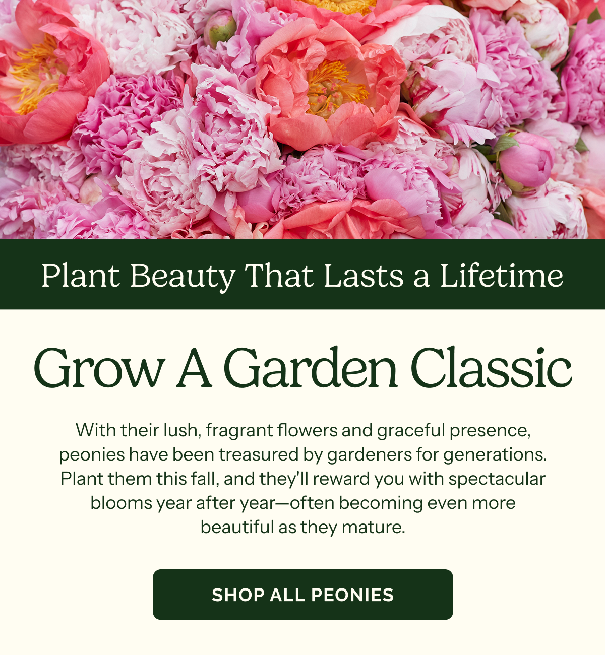 Grow A Garden Classic – Plant Beauty That Lasts a Lifetime – With their lush, fragrant flowers and graceful presence, peonies have been treasured by gardeners for generations. Plant them this fall, and they'll reward you with spectacular blooms year after year—often becoming even more beautiful as they mature. SHOP ALL PEONIES