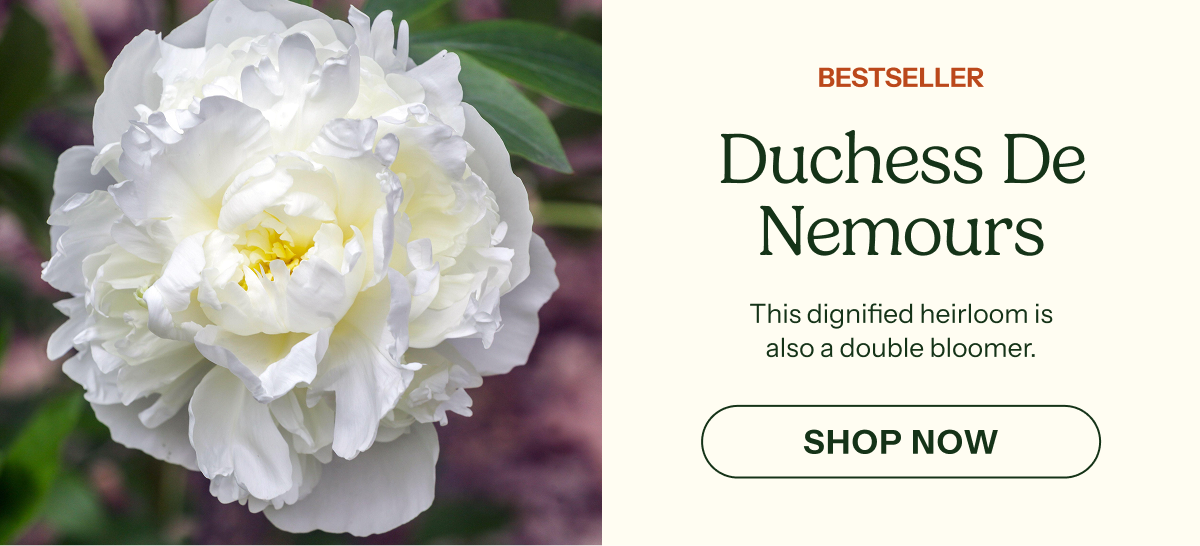 Duchess De Nemours