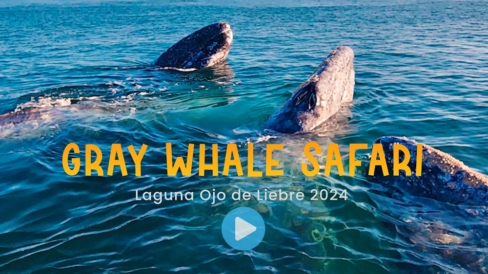 Click to watch Tifanny's Gray Whale Safari video