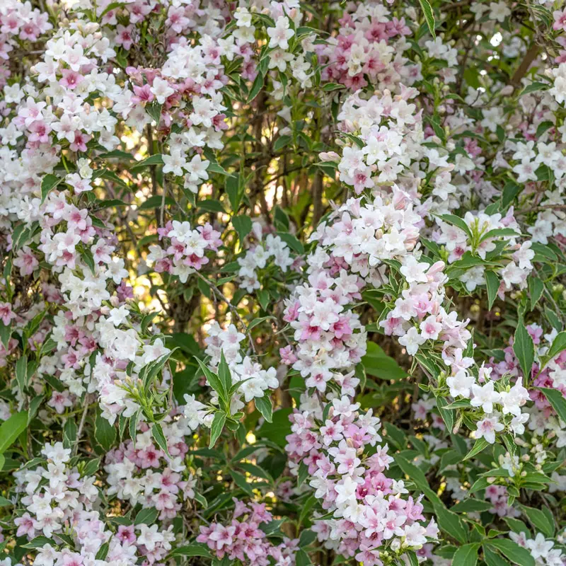 Suzanne Variegated Weigela