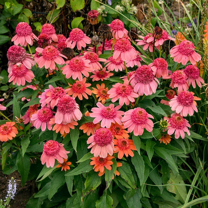 Double Dipped ™ Rainbow Sherbet Coneflower
