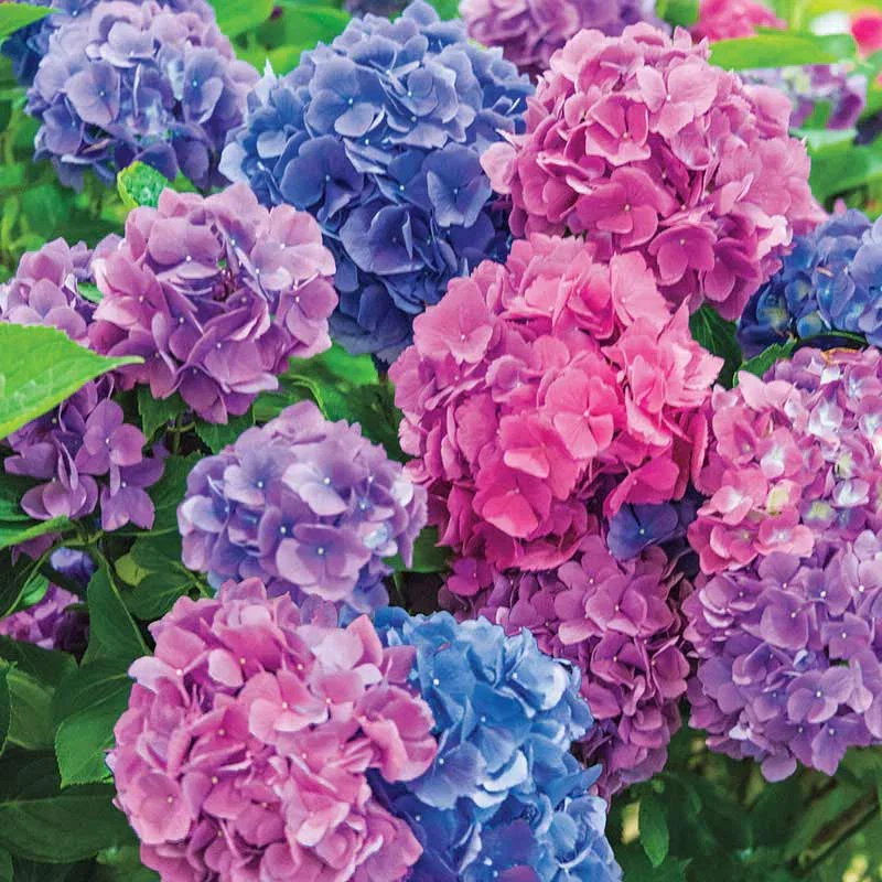 L.A. Dreamin'® Hydrangea

