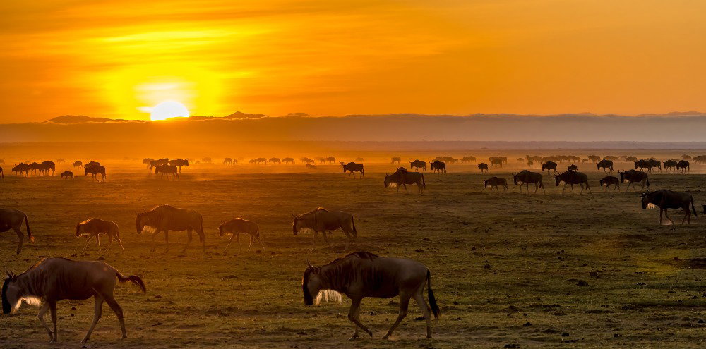 Wildebeest grazing across the Amboseli plains at sunrise