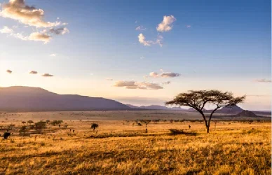 Golden grasslands stretch across Kenya’s savannah, with scattered acacia trees and distant mountains beneath a soft evening sky.