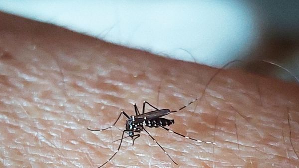 3 signes qui vous permettent d'identifier la piqûre d'un moustique-tigre