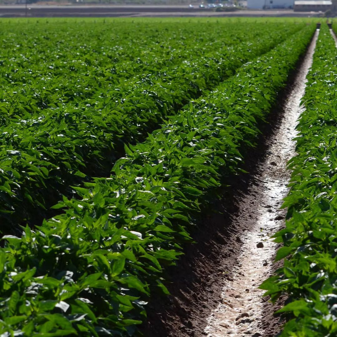 Hatch Green Chili growing in New Mexico from Burlap and Barrel