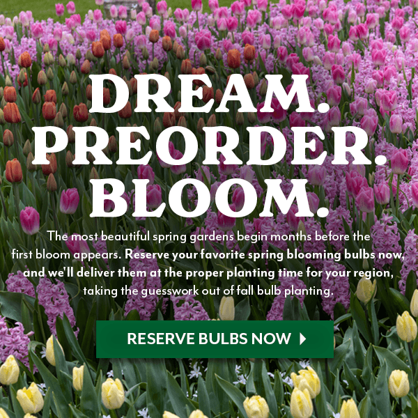 DREAM. PREORDER. BLOOM!
