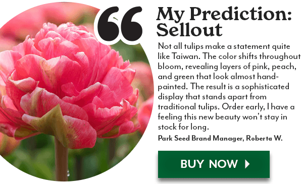 Taiwan Tulip Bulbs
