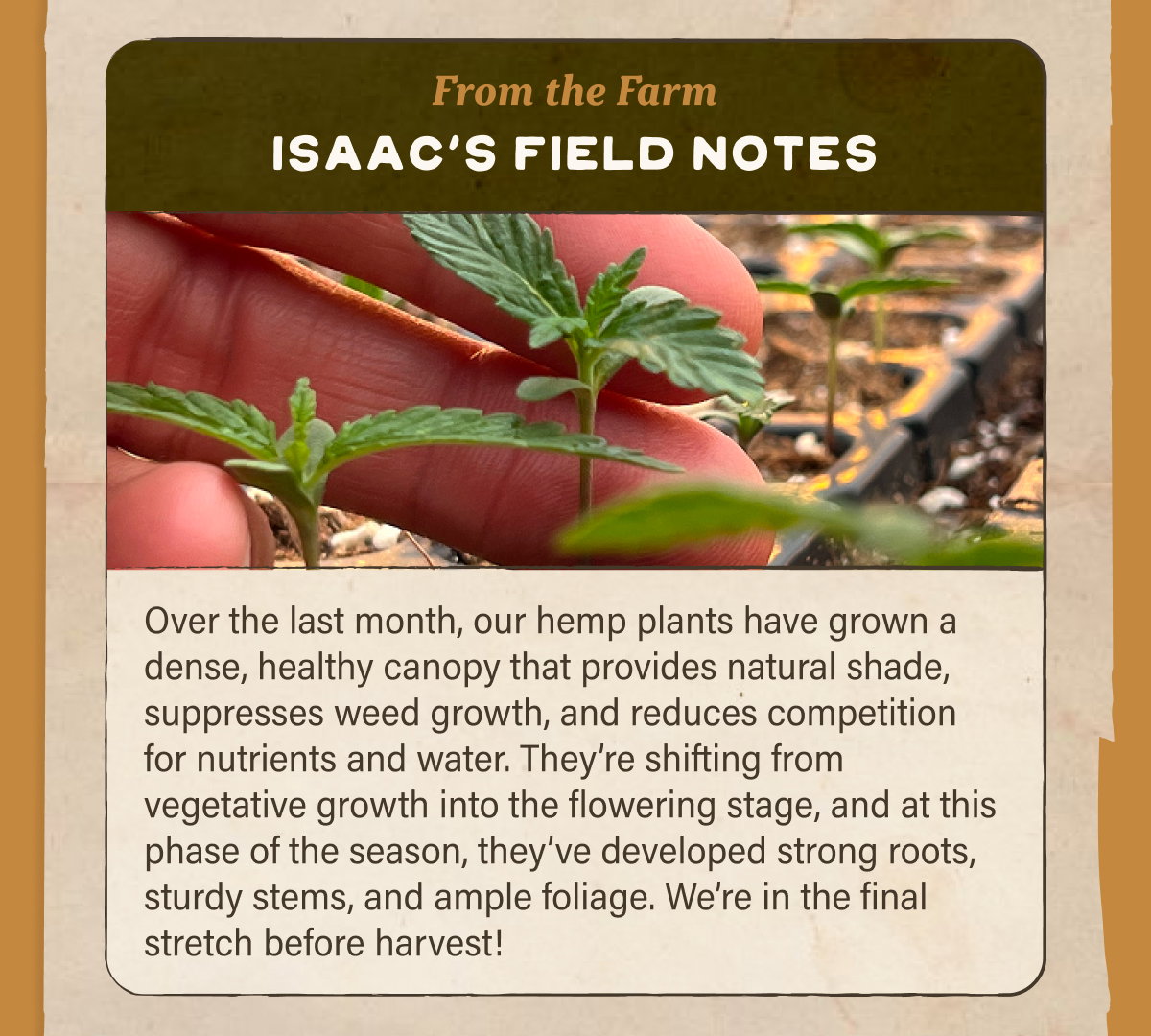 Isaac's Field Notes
