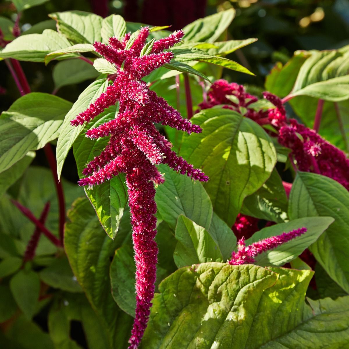 Amaranthus Caudatus 'Red' - Love-Lies-Bleeding Plant