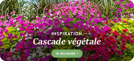 Focus : cascade végétale