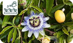 Maracuja ou Passiflore : Variétés, plantation et entretien
