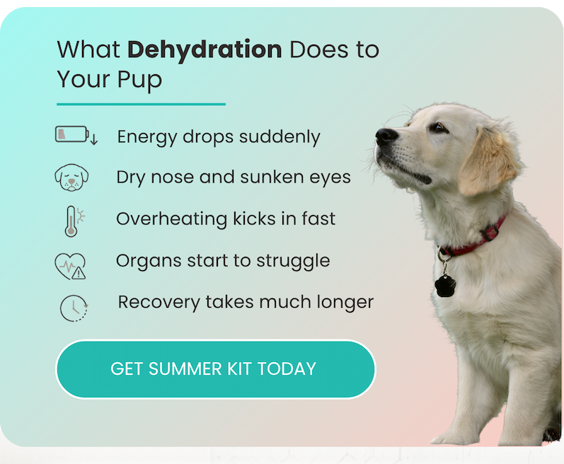 What Dehydration Does to Your Pup