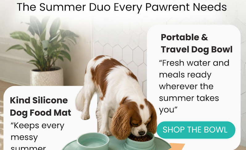 Portable & Travel Dog Bowl