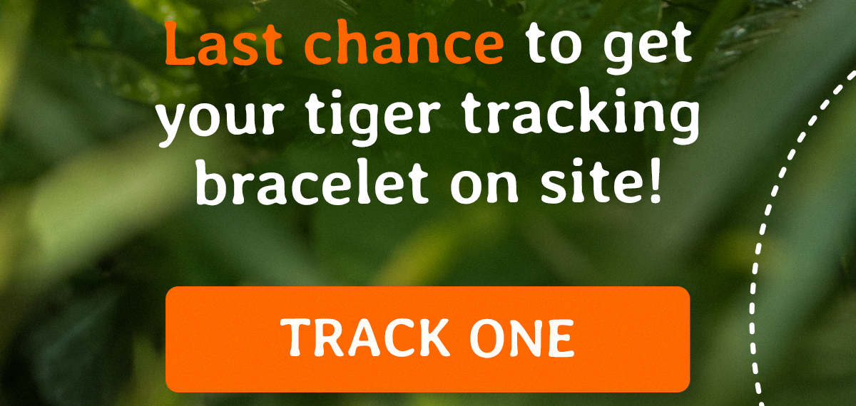 This is your last chance to track a tiger and we have no idea when they will be back. Track one before tonight's deadline and don't miss this opportunity for good.