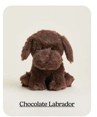 Chocolate Labrador