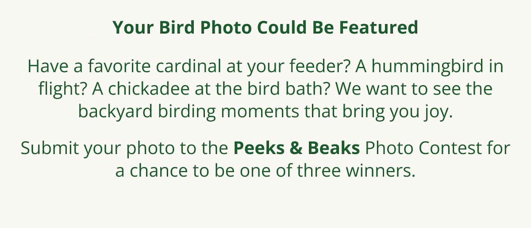 Your Bird Photo Could Be Featured