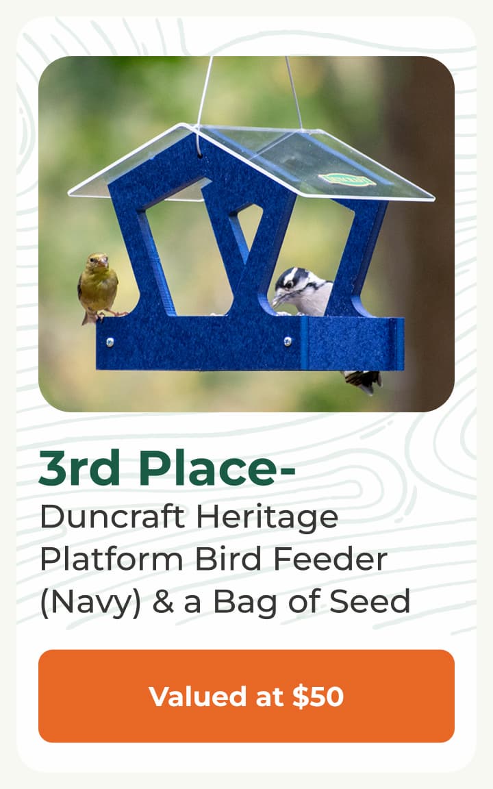 3rd Place