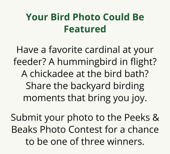 Your Bird Photo Could Be Featured