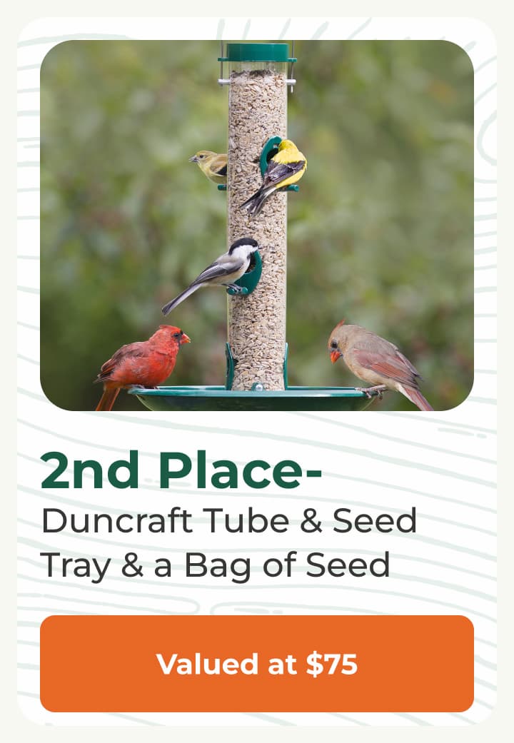 2nd Place
