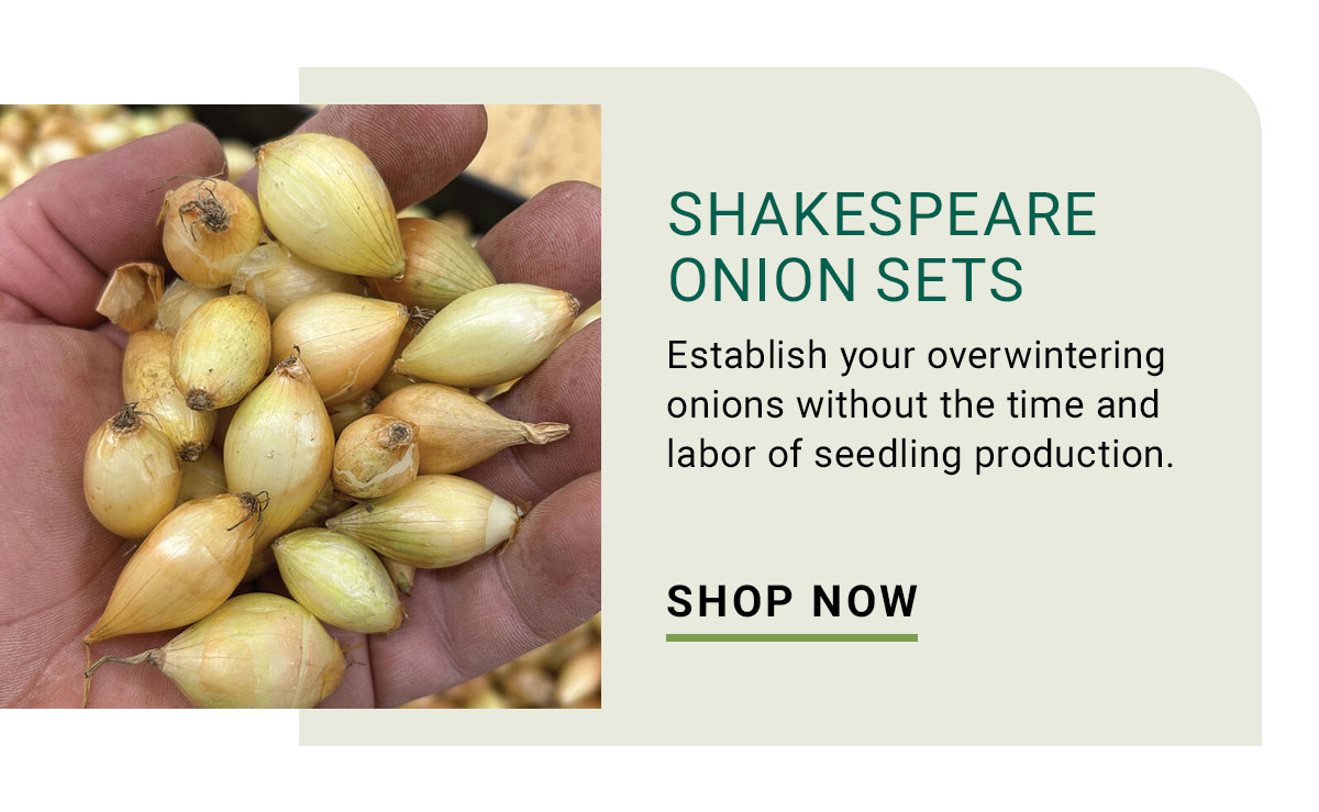 Shakespeare – Fall-Planted Onion Sets - Shop Now