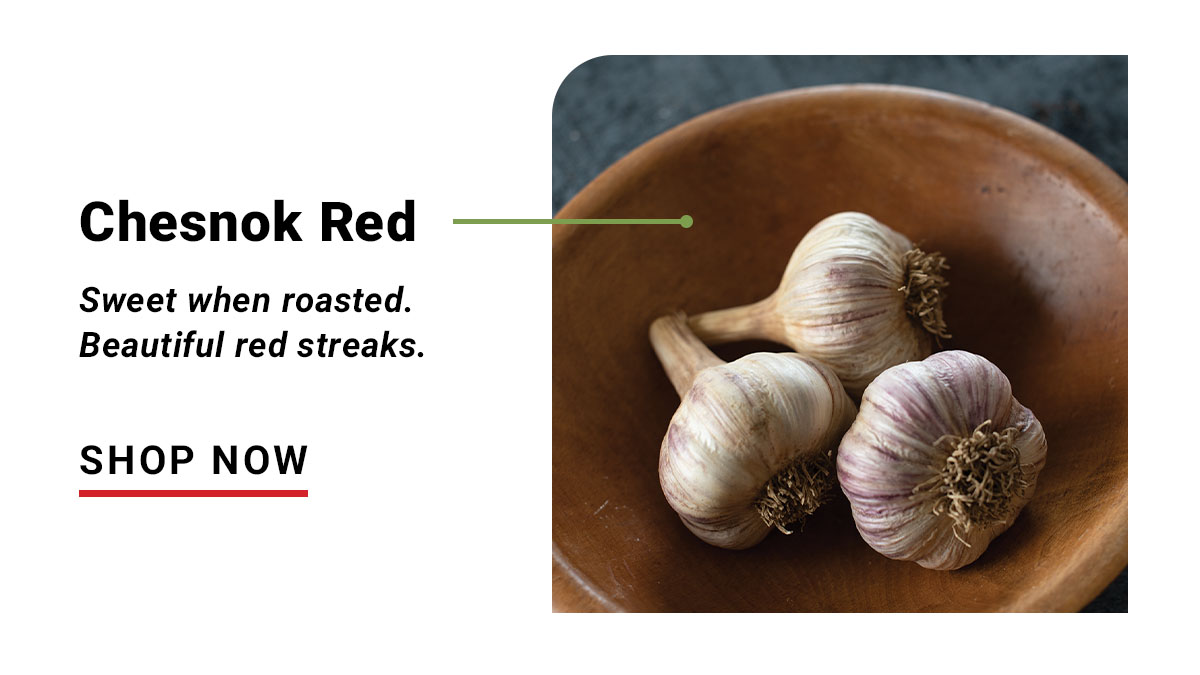 Chesnok Red: Sweet when roasted. Beautiful in the Field.