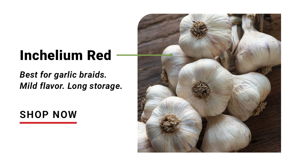 Inchelium Red - Best for Garlic Braids. Mild flavor. Long Storage. Shop Now