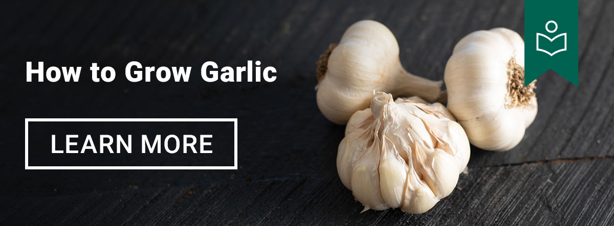How to Grow Garlic