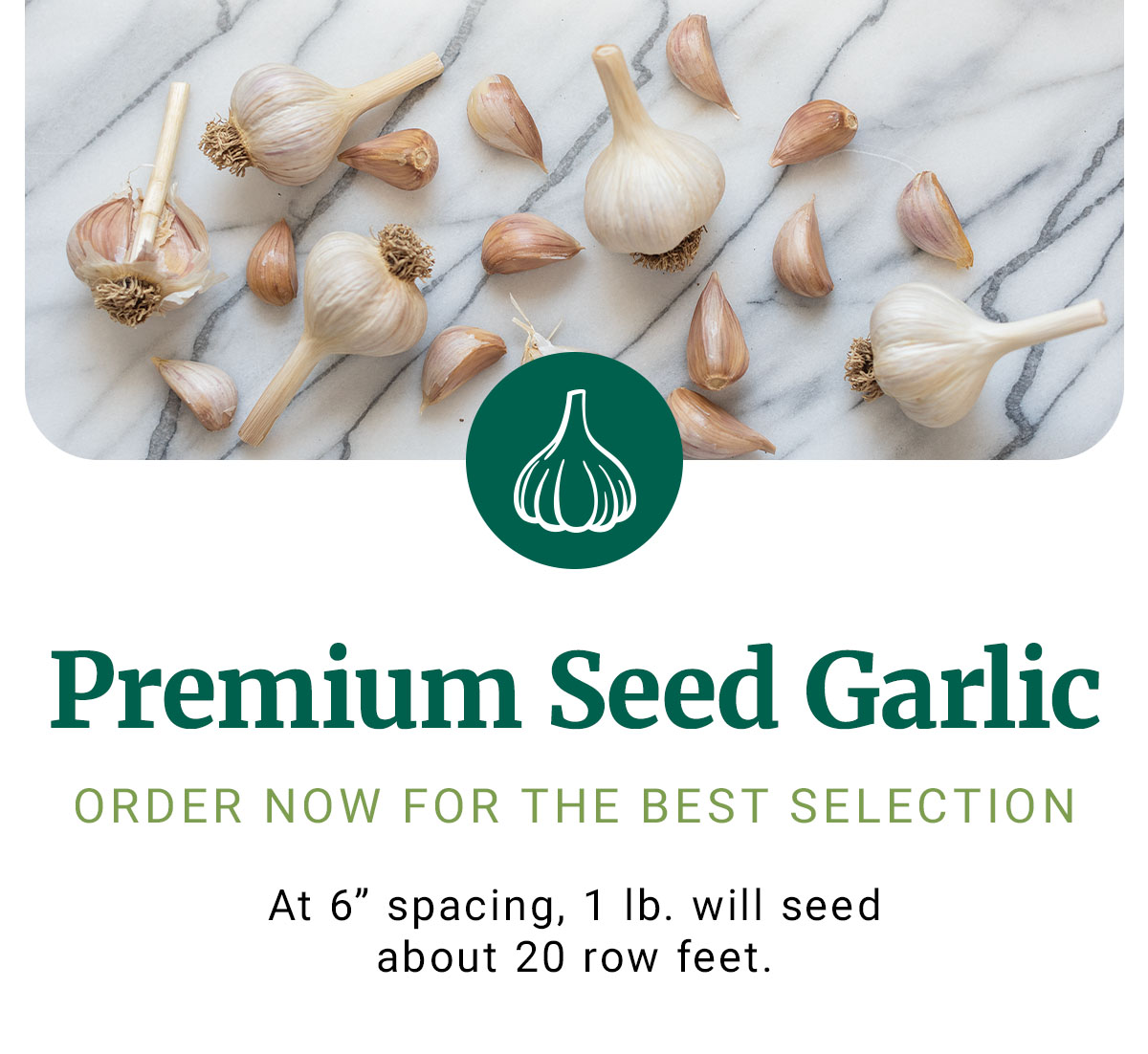 Premium Seed Garlic: Order Now for the Best Selection - Pre-Order Now